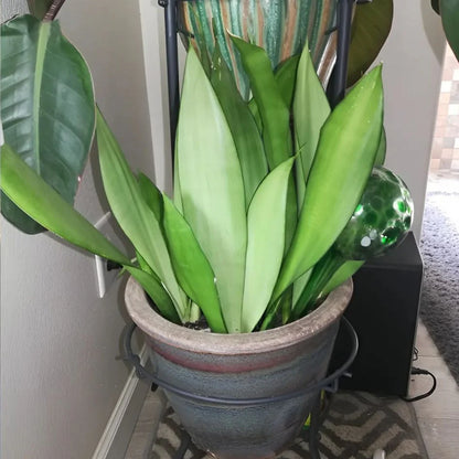 PlantGuard Pro™ – Protección total y desarrollo óptimo para todo tipo de jardines. 🌳💪